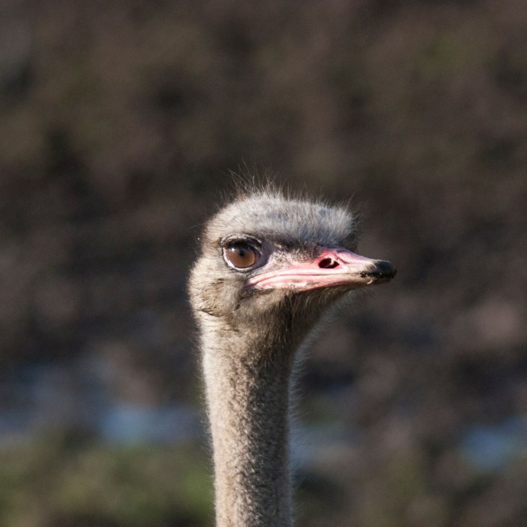 Detailed close-up of an ostrich head in its natural environment, showcasing its features. — What You Must Know about Obtainin
