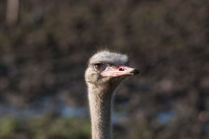 Detailed close-up of an ostrich head in its natural environment, showcasing its features. — What You Must Know about Obtainin